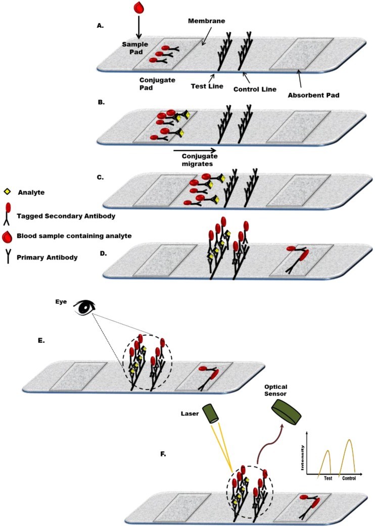 Microfluidic Chip