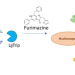 Bioluminescent antibodies principle