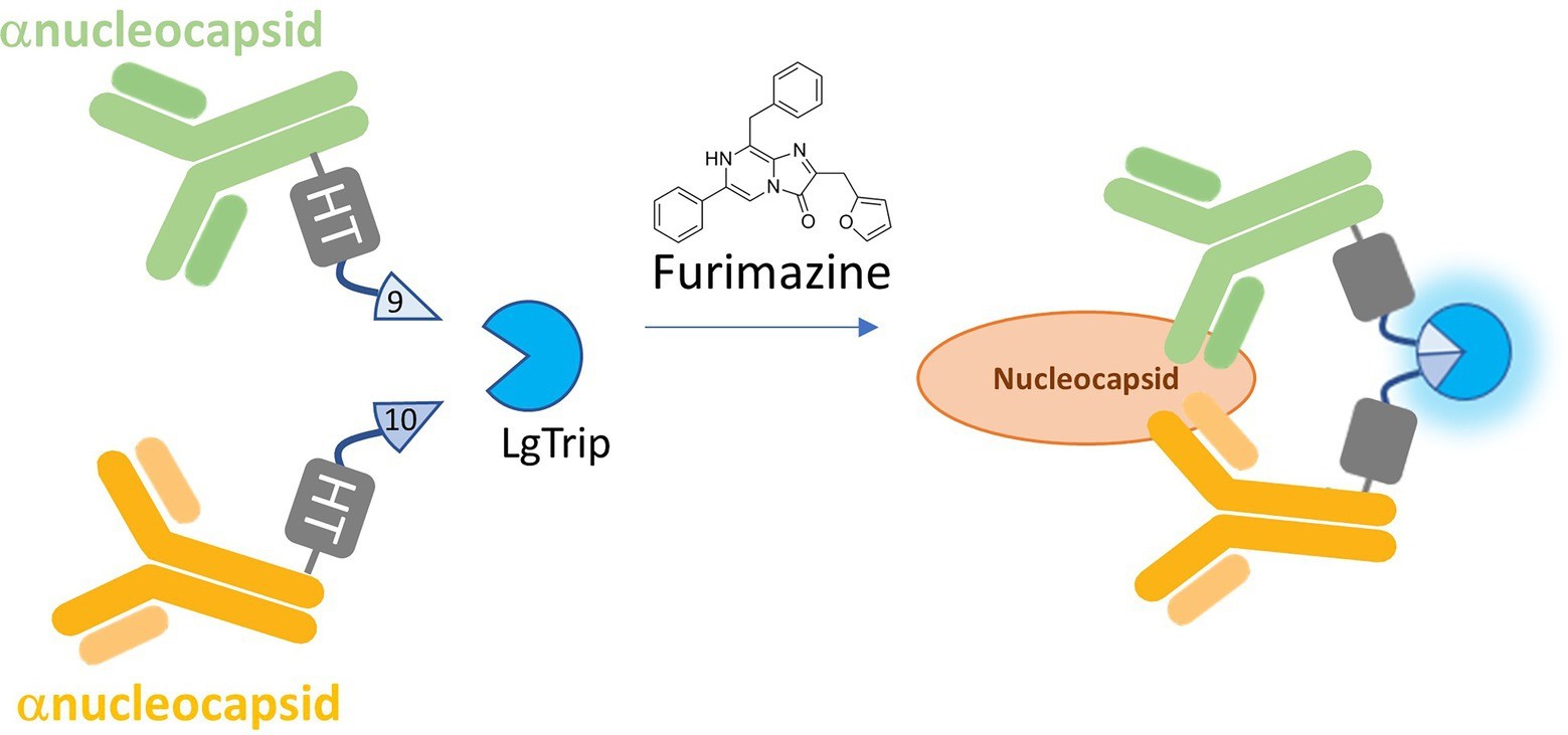 Bioluminescent antibodies principle