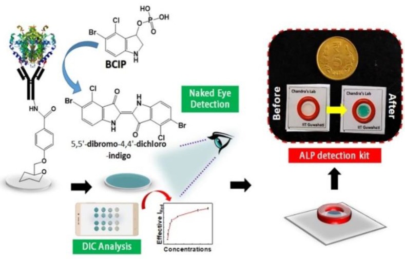Schematic representation of the point-of-care ALP biosensor fabrication and detection principle