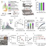 Human adult airways and lung geometry, with predicted aerosol deposition with respect to particle size