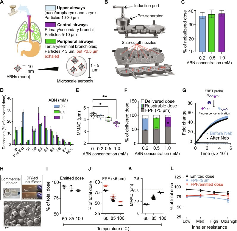 Human adult airways and lung geometry, with predicted aerosol deposition with respect to particle size